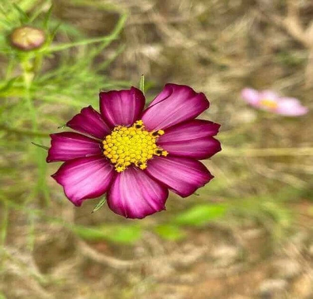 red cosmos seeds