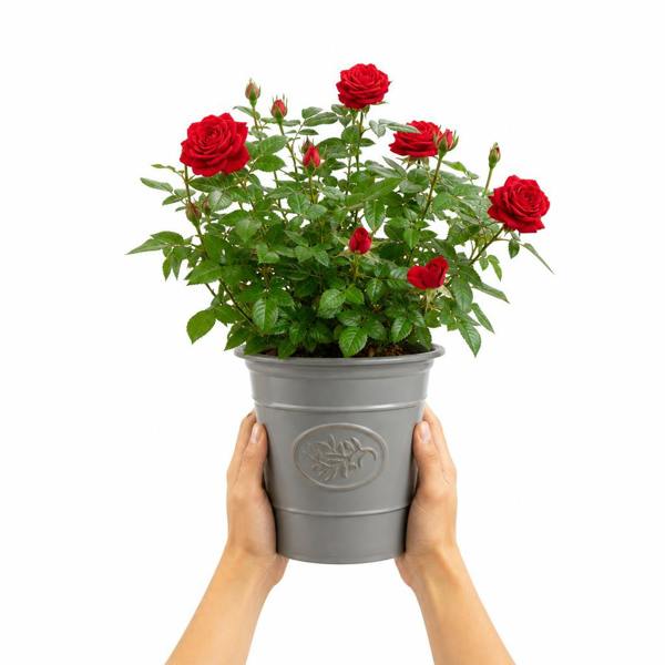 3L Red Patio Rose in Decorative Pot Outdoor Garden & Patio Plant