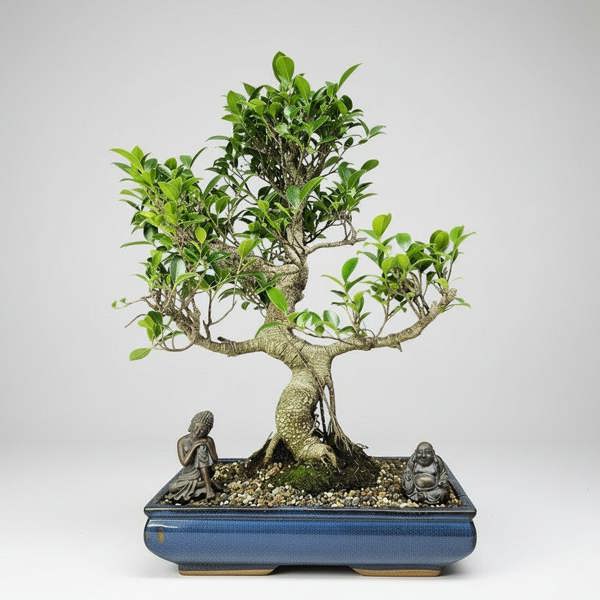 Yorkshire Bonsai Ficus Microcarpa (Banyan Fig) Large Indoor Bonsai Tree | Shaped | In 40cm Pot
