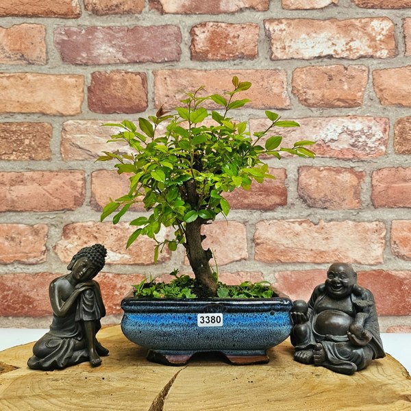 Yorkshire Bonsai Bird Plum (Sageretia) Bonsai Tree | Broom | In 15cm Pot