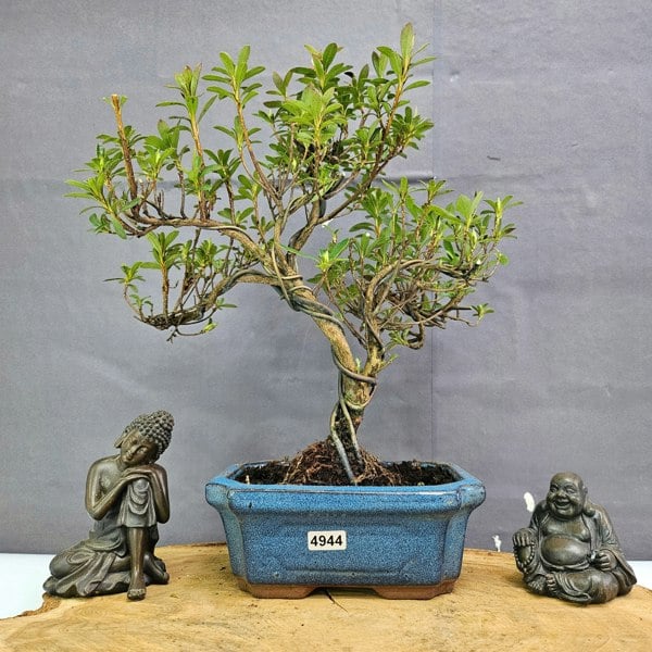 Yorkshire Bonsai Azalea (Rhododendron) Bonsai Tree | Shaped | In 15cm Pot