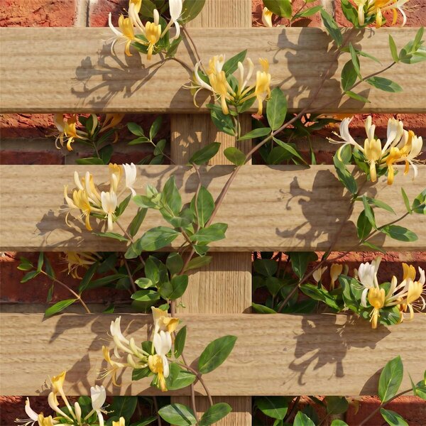 Premier Vogue Fence Panel Topper 6ft x 0-3ft Garden Trellis Decorative Flat Top Venetian Fencing, Wall-Mount, Privacy, Balcony & Patio Screen - Wood - 3, 4 or 5 - 5 Pack Height: 2ft x Width: 6ft (182.8cm) x 5 Pack