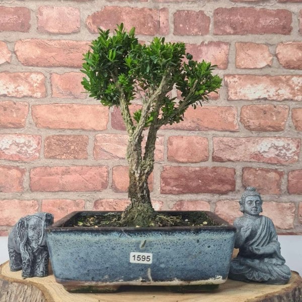 Boxwood (Buxus Harlandii) Bonsai Tree | Broom | In 20cm Pot