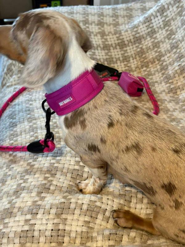 DRYBONES Dog/Pet Accessories Bundle