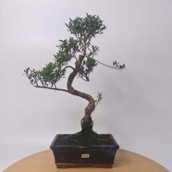 Brush Cherry (Syzygium) Bonsai Tree | Shaped | In 20cm Pot