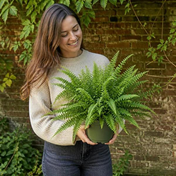 Nephrolepis Hanging Basket Boston Fern 19cm Pot – Easy Care Pet Friendly Indoor Houseplant