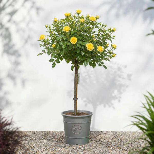 7.5L Standard Rose Tree Yellow with bright yellow blooms in a garden setting