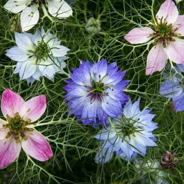 Nigella Seeds Mix