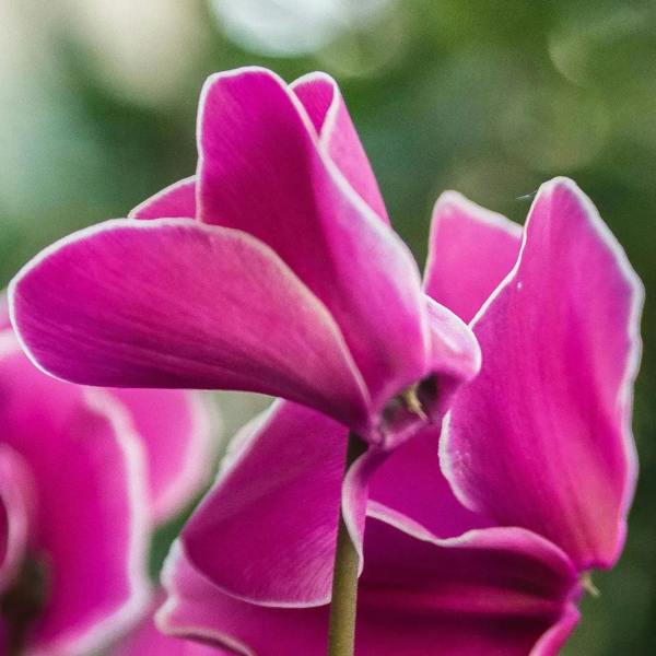 Cyclamen Pink Flame 1Ltr Pot Pack of 3 & 6 Bicolour Flowering Plants Plants By Post