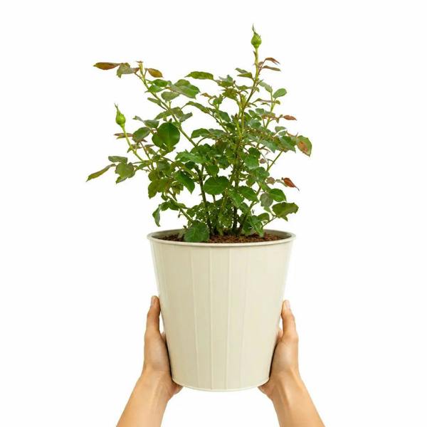 3L Happy Birthday Peach Rose Bush - Beautiful Flowering Plant Gift - Metal Vertical Line Cream