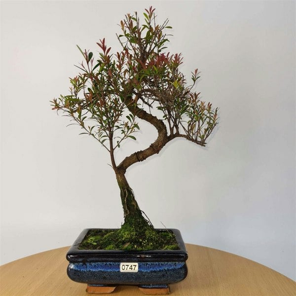 Brush Cherry (Syzygium) Bonsai Tree | Shaped | In 15cm Pot - Yorkshire Bonsai