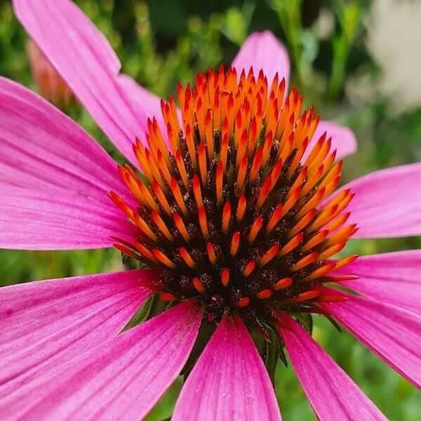 Echinacea Purpurea seeds Heirloom Echinacea Purpurea Seeds