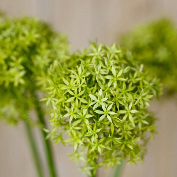 Wyld Haus Set of 3 Artificial Flowers Green Giant Allium Stems
