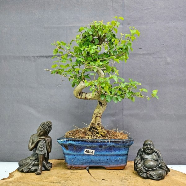 Yorkshire Bonsai Chinese Privet (Ligustrum Sinense) Bonsai Tree | Shaped | In 15cm Pot