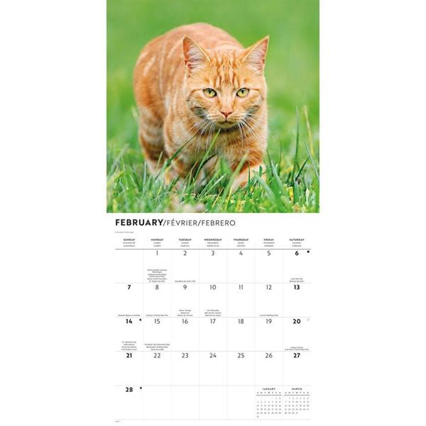 Ginger Cats Calendar 2027, Wall Calendars, Month To View, Cats, Gift