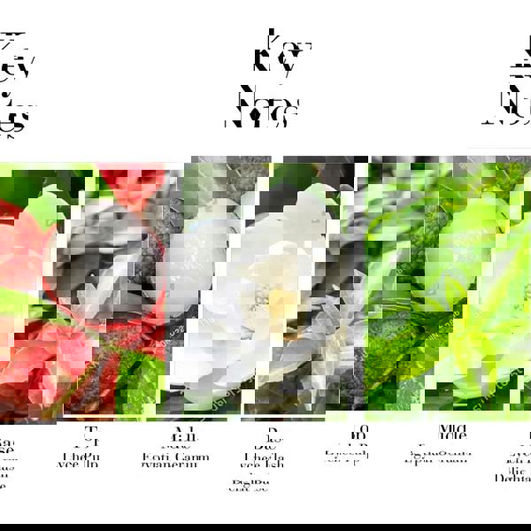 Elizabeth Arden Green Tea Lychee Lime Honey Drops Body Cream 500 ml