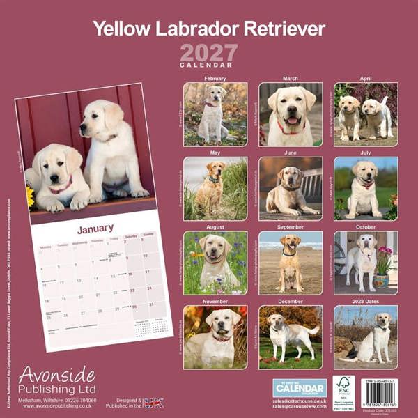Yellow Labrador Retriever Calendar 2027, Wall Calendars, Month To View, Dogs, Gift