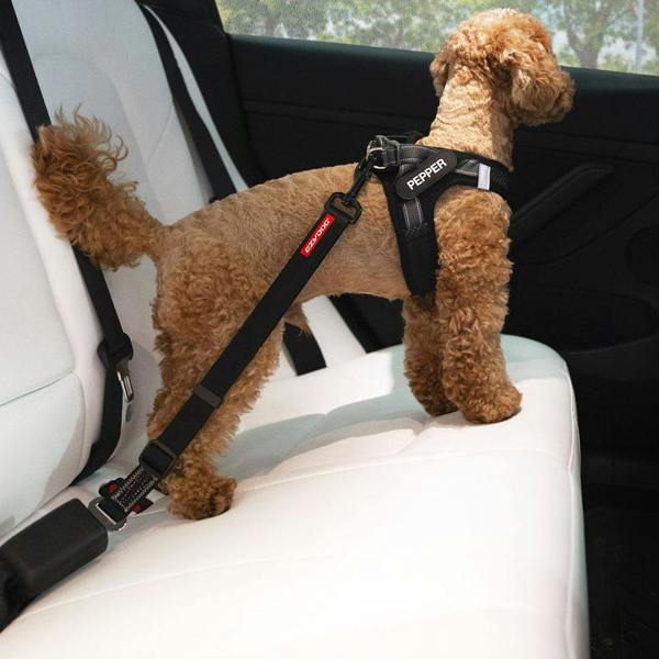 EzyDog Click Dog Seatbelt