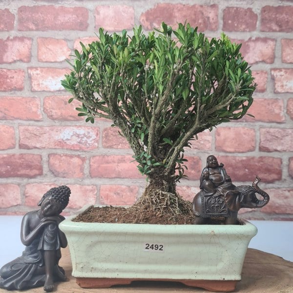 Yorkshire Bonsai Boxwood (Buxus Harlandii) Bonsai Tree | Broom | In 20cm Pot