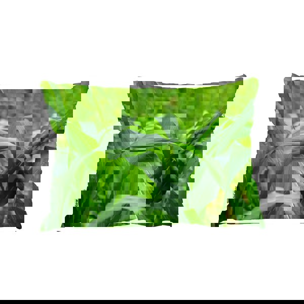 Benjamin Tate Design Green Leaves Corn Fields As Background (Outdoor Cushion)