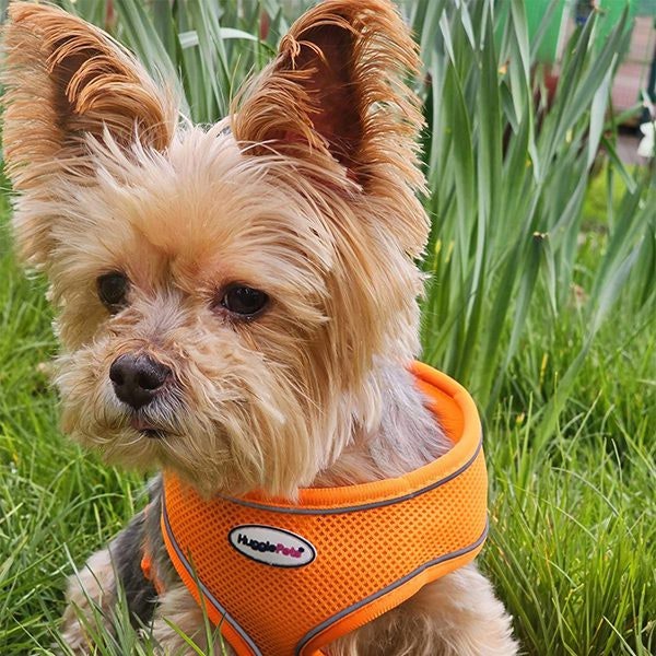 HugglePets Air Mesh Dog Harness