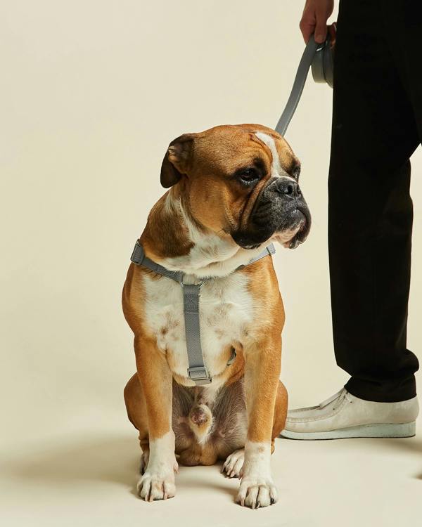 Ash Grey Y Shape Dog Harness by Barc London
