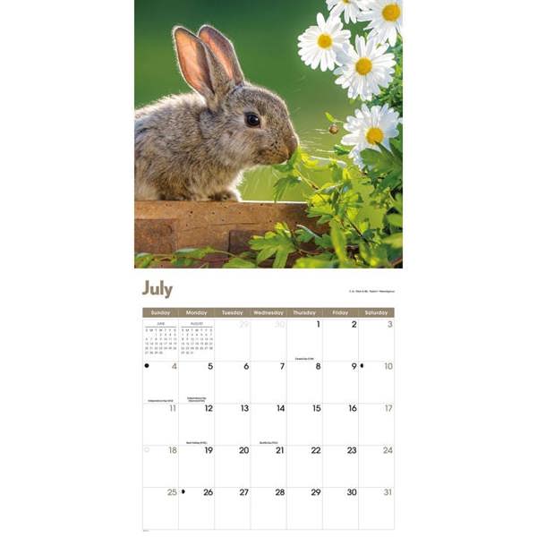 Rabbits Calendar 2027, Wall Calendars, Month To View, Animals, Gift