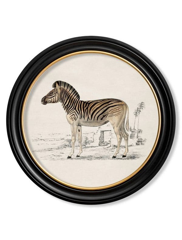 Exceptional Art c.1774 Zebra - Round Frame