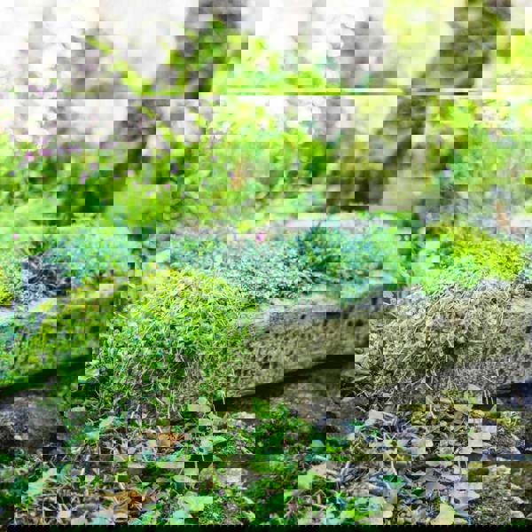 Herb Garden Planter Trough