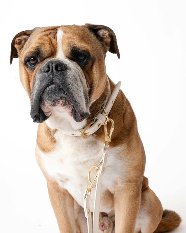 Barc London Light Ivory Dog Collar