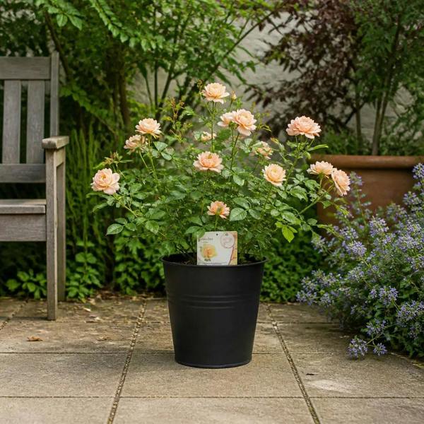 5L Rose Many Happy Returns Peach Rose Bush - Beautiful Flowering Garden Plant - Black Pail