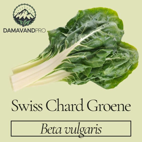 Swiss Chard Groene Seeds: Chard 'Perpetual Spinach'