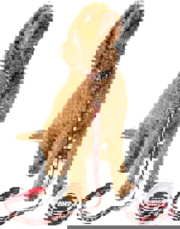 Marvel Unisex Black Logo Bowl , Collar , Charm and Lead Gift Set