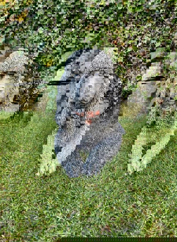 Stunning Stone Cast Laying Poodle Statue