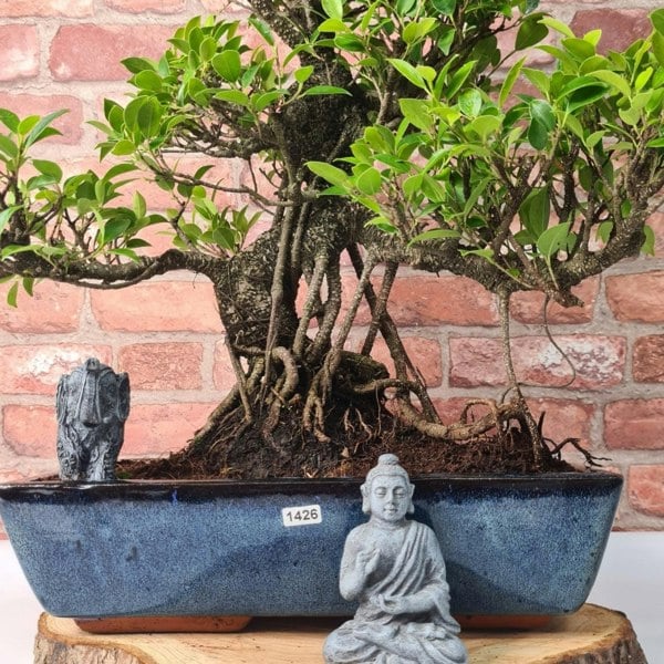 Ficus Microcarpa (Banyan Fig) Large Indoor Bonsai Tree | Shaped | In 35cm Pot - Yorkshire Bonsai