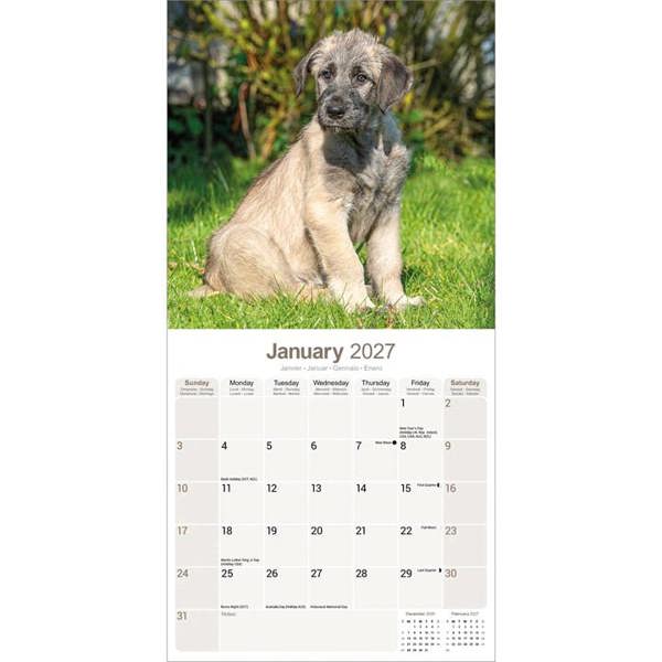 Irish Wolfhound Calendar 2027, Wall Calendars, Month To View, Dogs, Gift