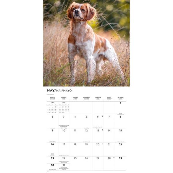 Brittanys Calendar 2027, Wall Calendars, Month To View, Dogs, Gift