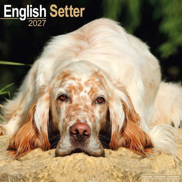 English Setter Calendar 2027, Wall Calendars, Month To View, Dogs, Gift