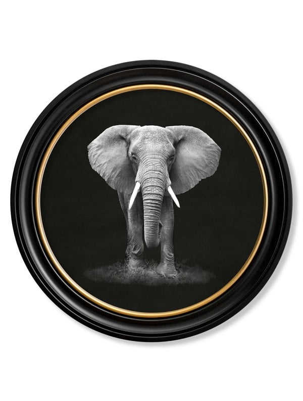 Exceptional Art Wildlife Photography - Elephant - Round Frame