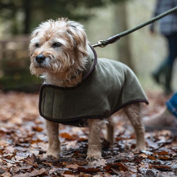 Terrior dog wearing hoggs of fife stenton fleece dog coat in Lovat