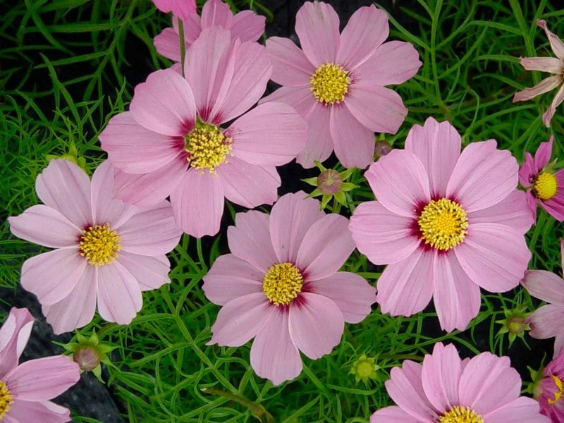 Cosmos Pink 1L Pot x 2