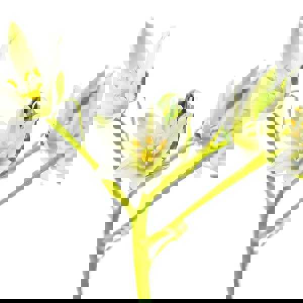 L'Anza Healing Strength Conditioner 250ml