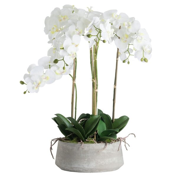 Wyld Haus Artificial Flowers Large White Orchid in Stone Pots