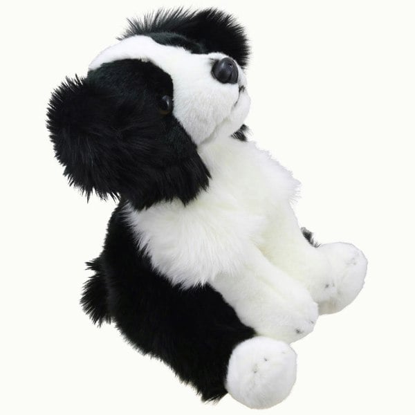 Wilberry Border Collie - Wilberry Favourites