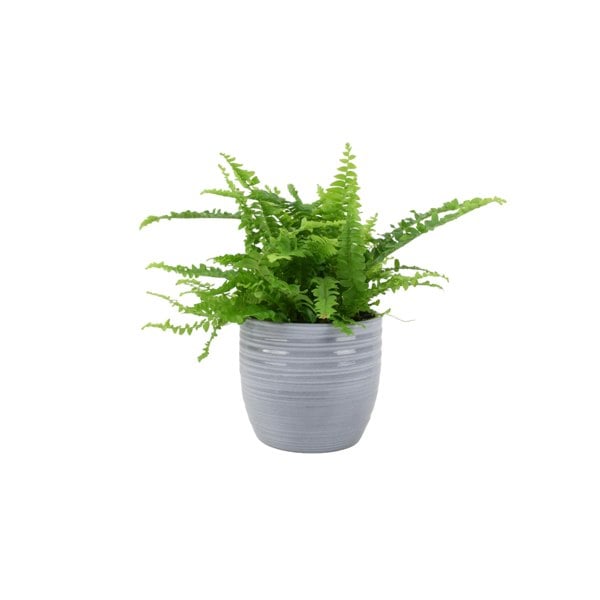 Boston Fern (Nephrolepsis) In 12cm