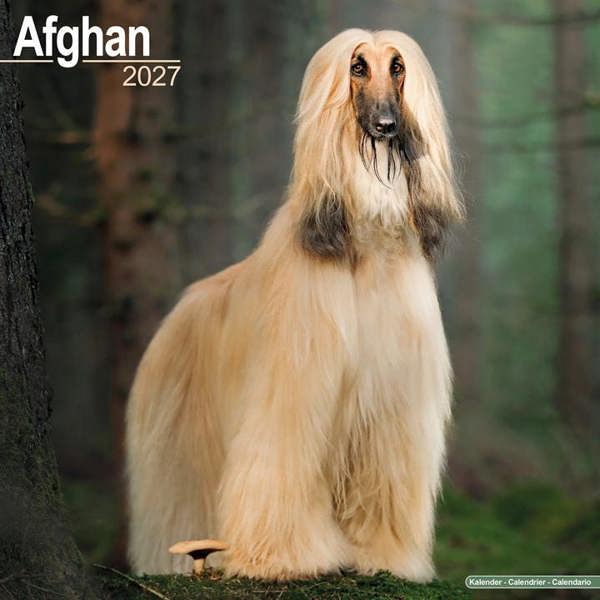 Afghan Calendar 2027, Wall Calendars, Month To View, Dogs, Gift