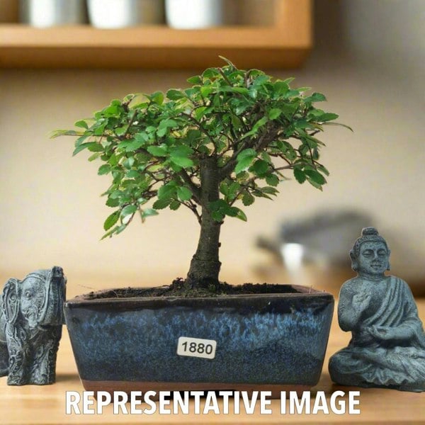 Chinese Elm (Ulmus Parvifolia) Bonsai Tree | Broom | In 15cm Pot - Yorkshire Bonsai