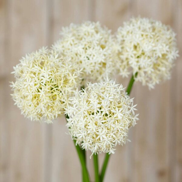 Wyld Haus Set of 3 Artificial Flowers Cream Medium Allium Stems