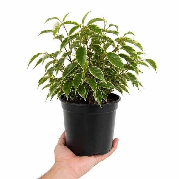 Ficus Twilight Weeping Fig 21cm Pot – Large Indoor Houseplant