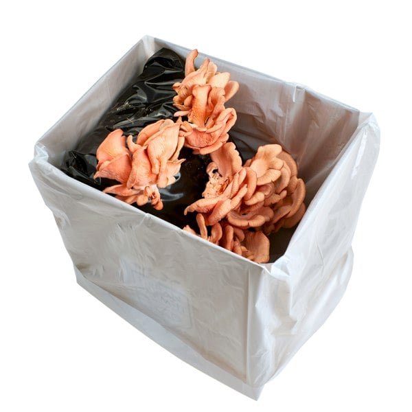 Urban Farm-It Pink Oyster Mushroom Growing Kit